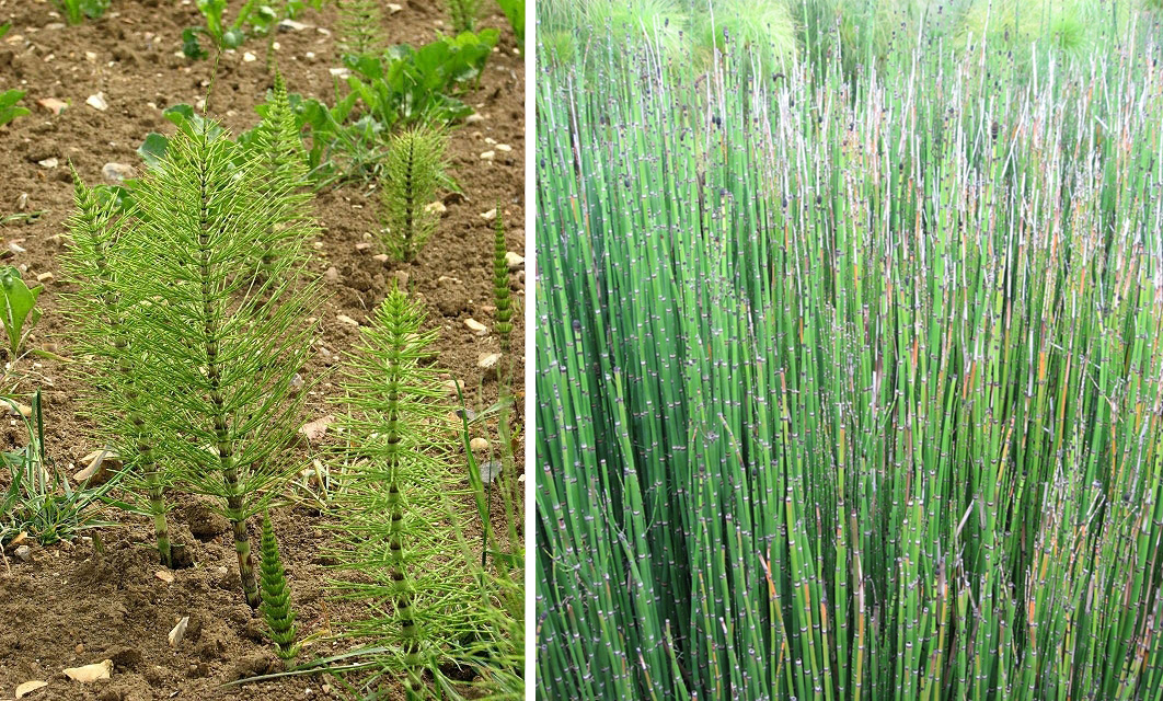Horsetail and scouring rush weeds.